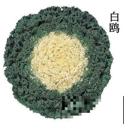 这花冬天不怕冷，越冻越好看，栽在院子里像玫瑰！