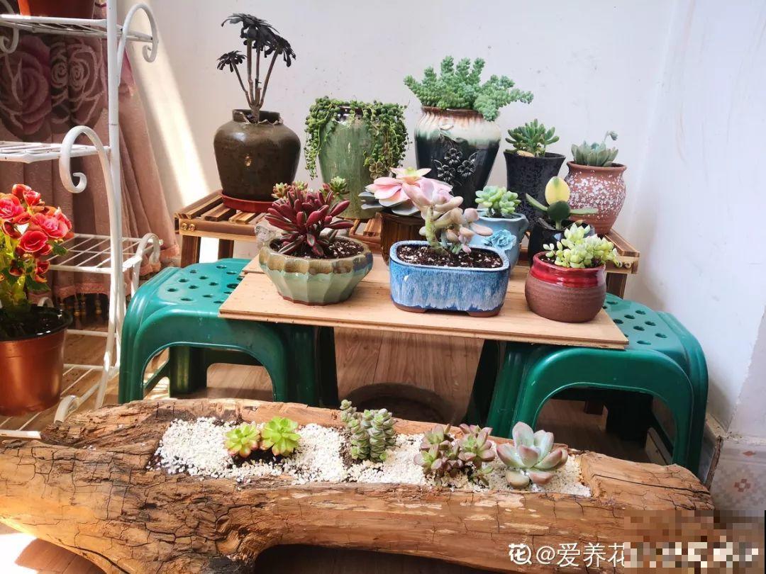 温度骤降，多肉想要过冬就得断水，不然准会冻烂根！