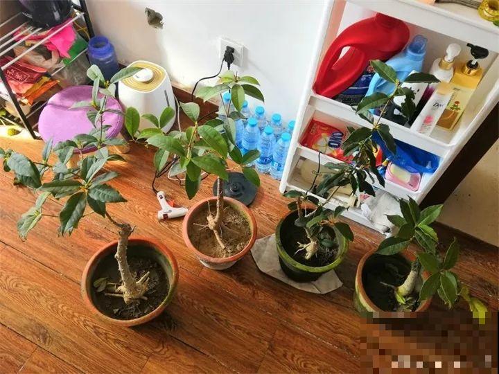 家里有这花，冬天不能太保暖，低温冻一冻开花才更旺！