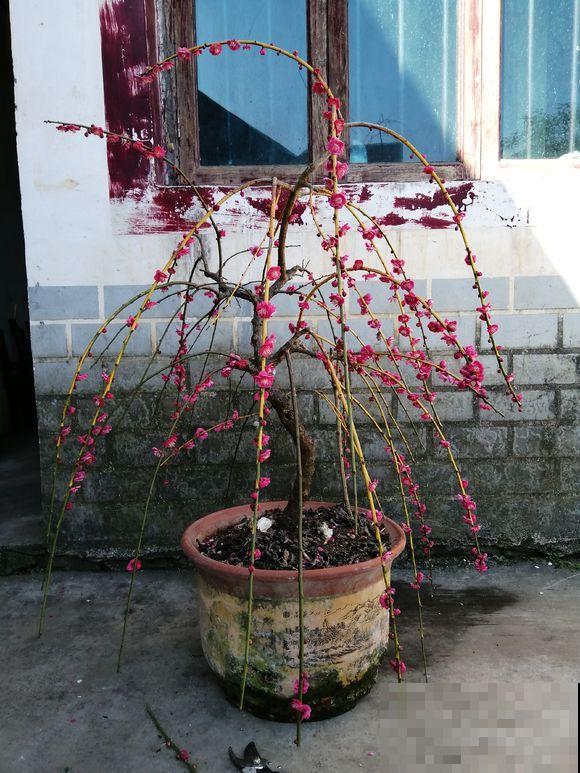 这花贵气上档次，一盆能卖几百块，一般人养不好！