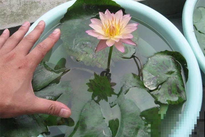 小药片磨成粉，兑水一浇，叶子油亮花开爆！