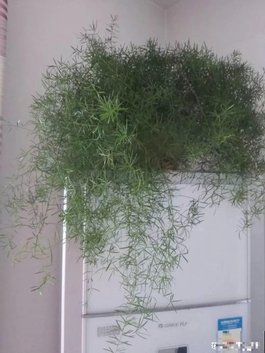 这花极像文竹，叶片翠绿，却比文竹好看好养多了！