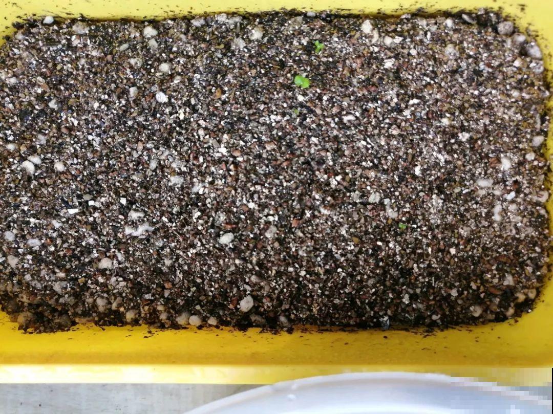 这花品种一年比一年多，五颜六色，新手照样也能养爆盆！