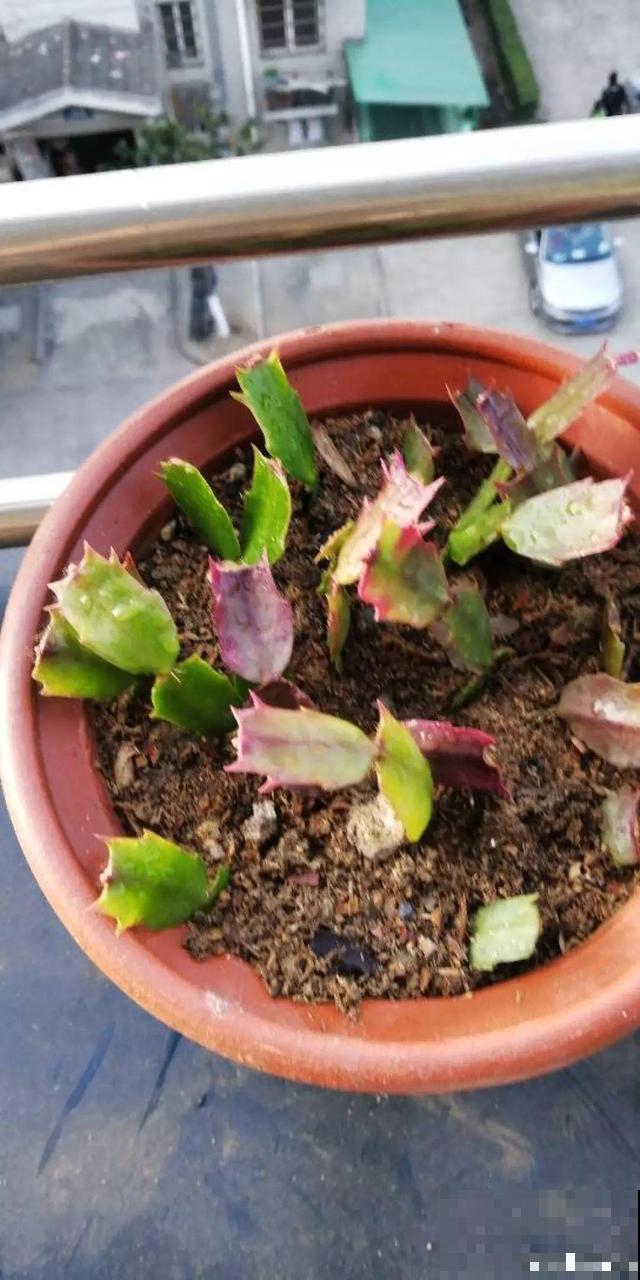 蟹爪兰刚开花，他把30个花苞全摘了，真心疼！