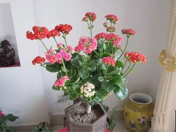 长寿花搬回家，记住“四不要”，免得掉得满地都是花苞！