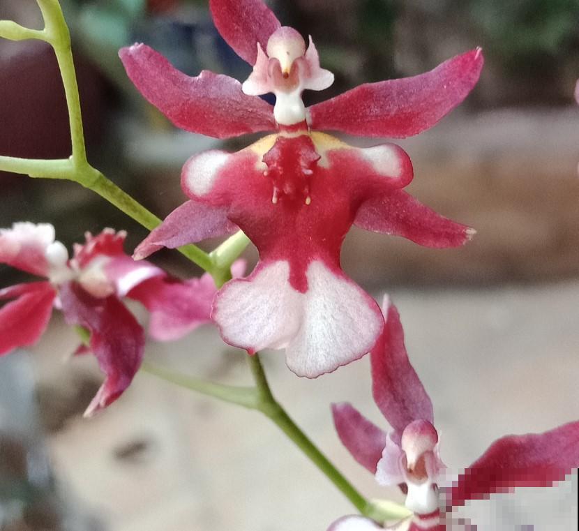 这花真文艺，在家养一盆，开花美极了！