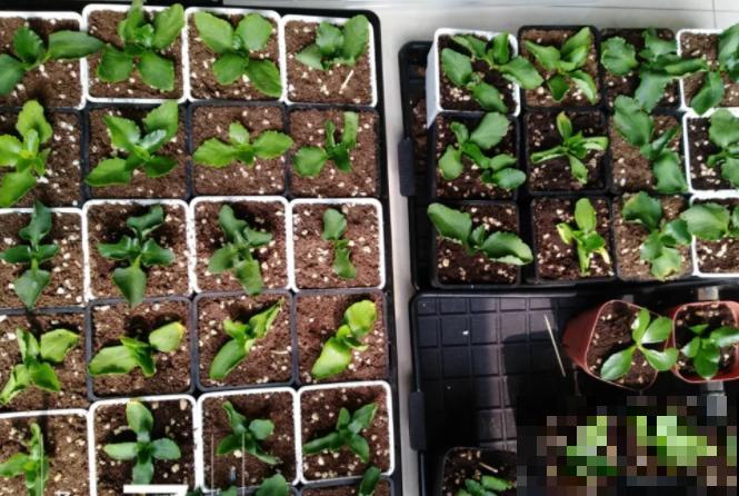 2种花枯死也别扔，砍一刀，分分钟爆10盆！