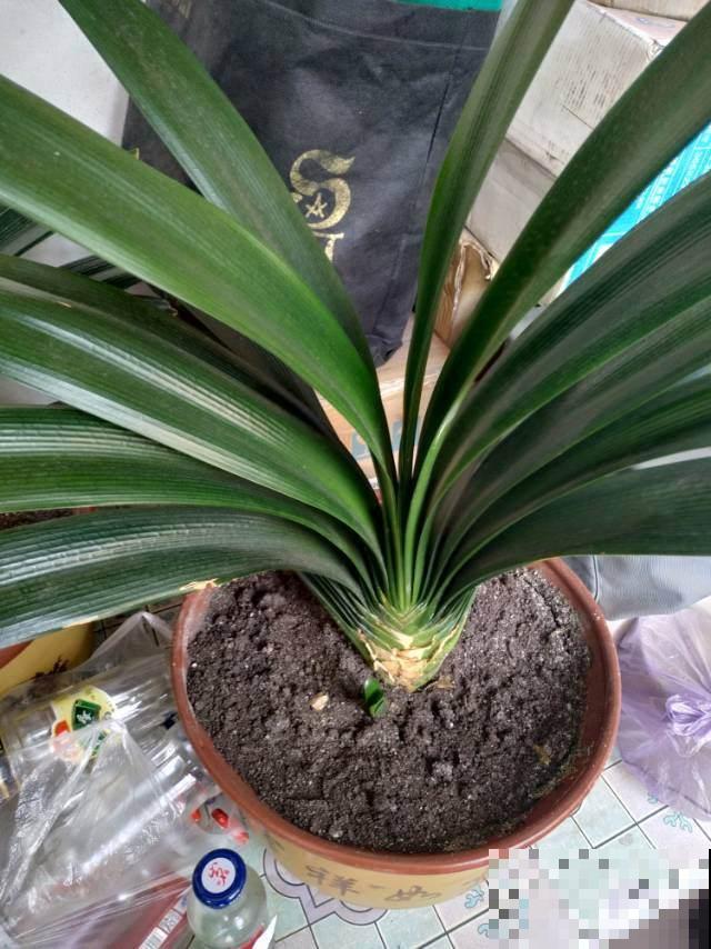 2种花，要想长得好，必须换盆，否则黄叶烂根