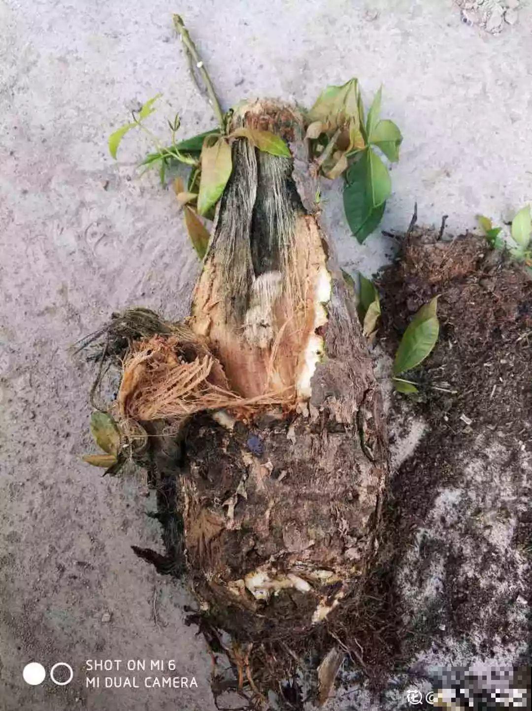这10种耐旱花，2个月不浇水，叶子反而绿油油！