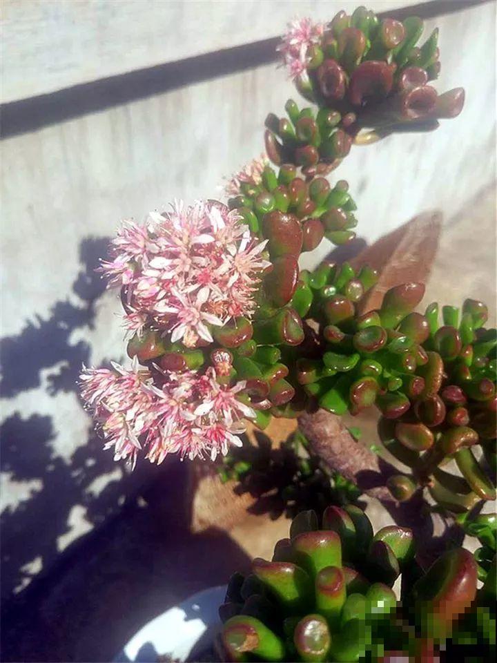 这种有“灵性”的花，一夜开了几十朵，再晚也要等花开！