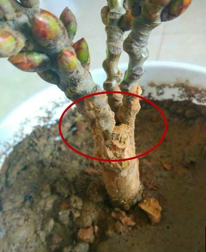 看见这花可别买，忍住，小心被忽悠，花钱买气受！