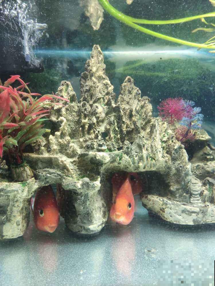 3种水，拿来养花最好使，还不用花钱