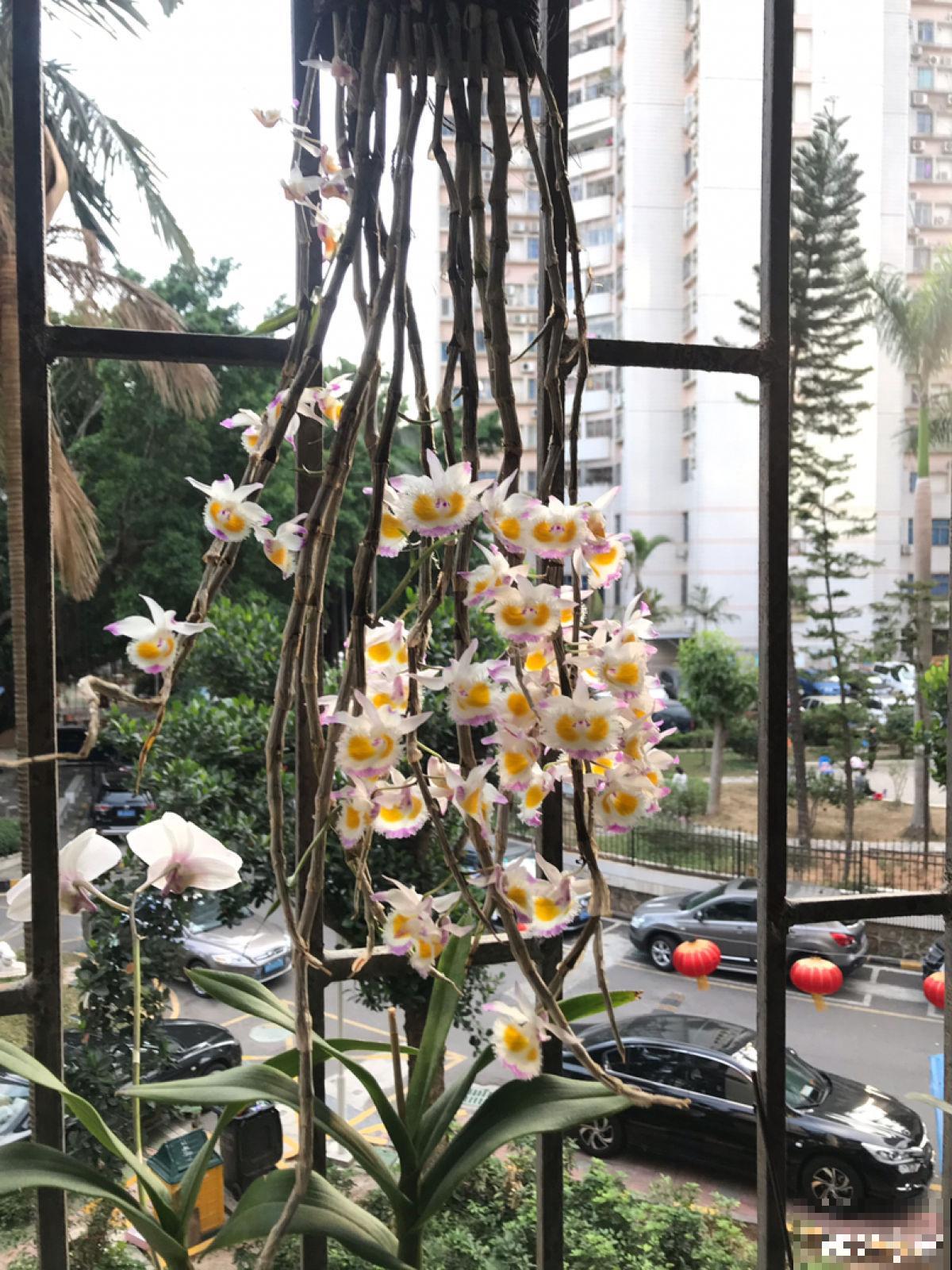 烂木头上的花，长成一张花帘子，还是名贵的中药！