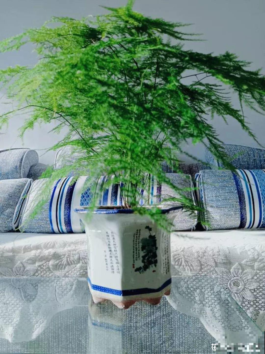 养这花别心软，遇到黄叶狠心剪，越剪长得越快！