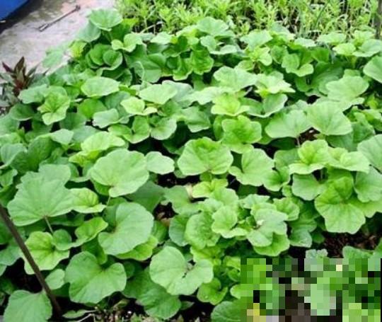 家里种点葵菜，冬天寒冷也能长，农村人都爱吃！