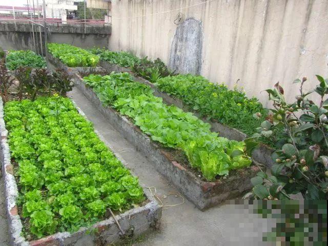 她在楼顶养花种菜，再喂喂鸡，日子过得悠闲又自在！