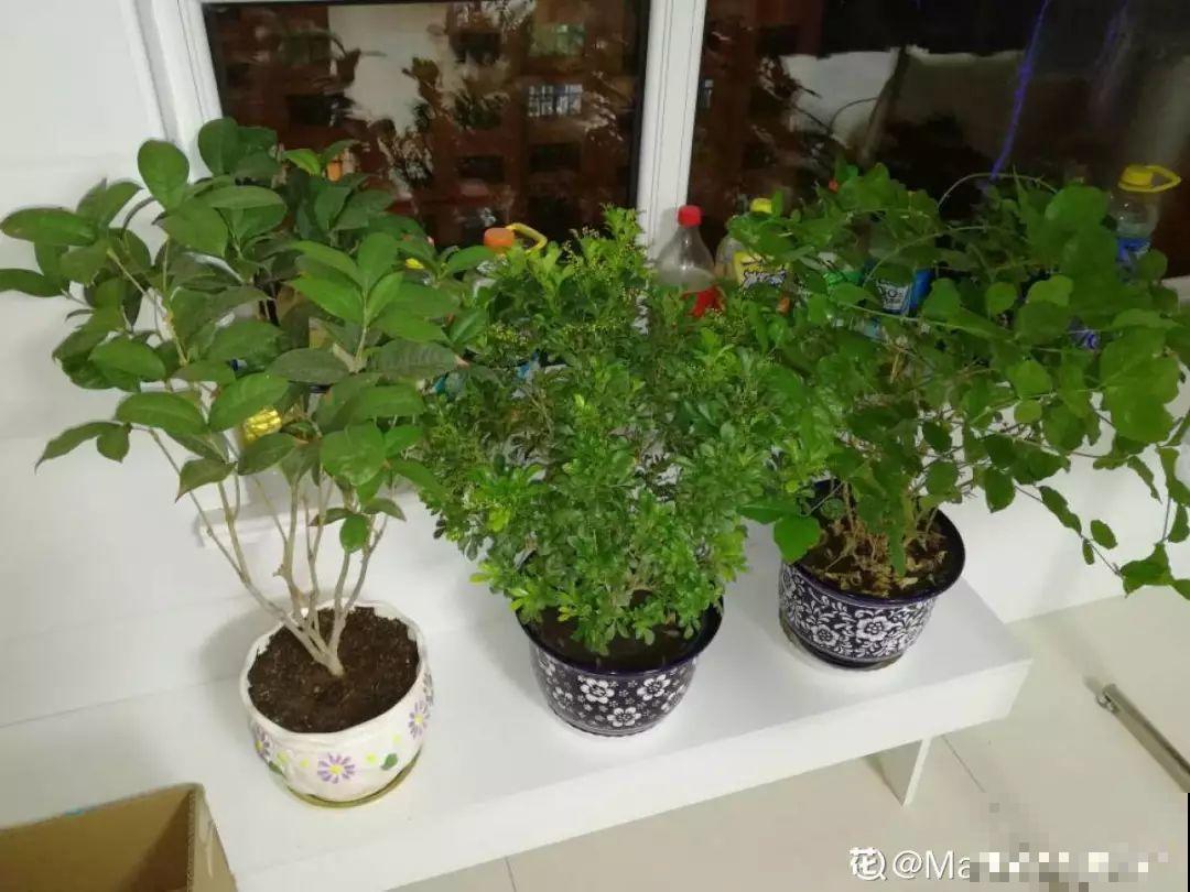 花盆里长了这玩意，趁早断水，小心最后根都烂没了！