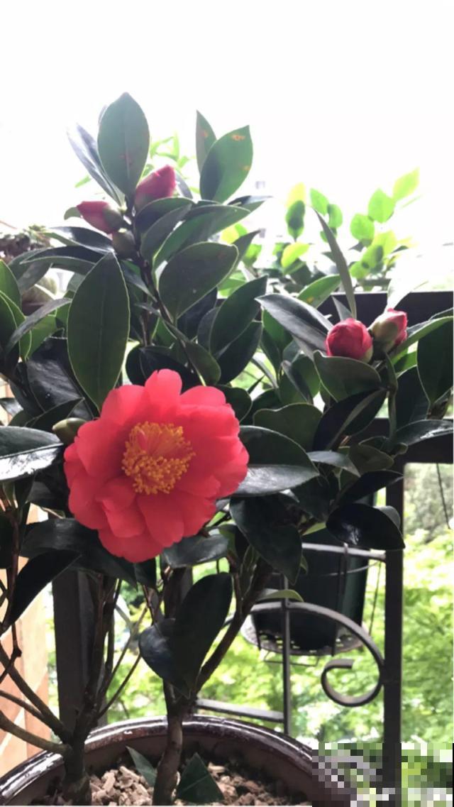 阳台封闭不通风养花，就选这8种花，能种出一个室内花园！