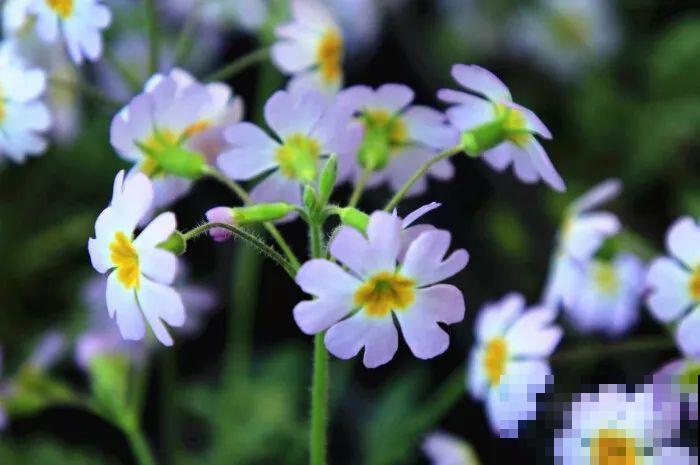 这花品种一年比一年多，五颜六色，新手照样也能养爆盆！