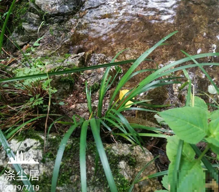 爱养花的人，就想有个小院子，喝茶赏花，过平静的日子！