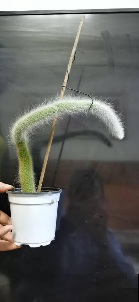 家里养盆“尾巴花”，毛绒可爱，养了就爱不释手