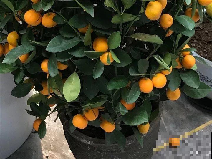 这10种花要慎买，小心养不活，心里贼难受！