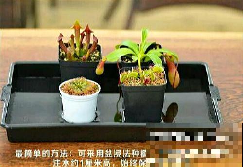 会吃虫子的植物，家里小孩都喜欢，养一盆干净又杀虫！