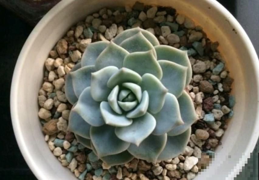 白牡丹如何养爆盆？学着这么做一做，花盆爆到停不下！