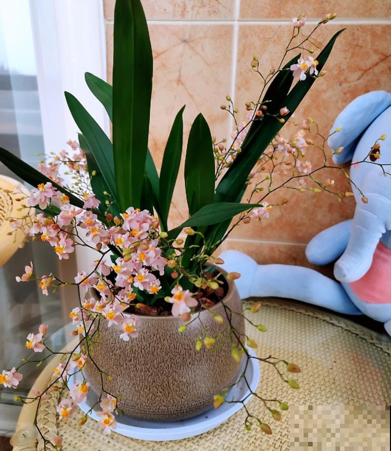 今年最火的兰花，一棵就能香满屋，比香水好闻多了！