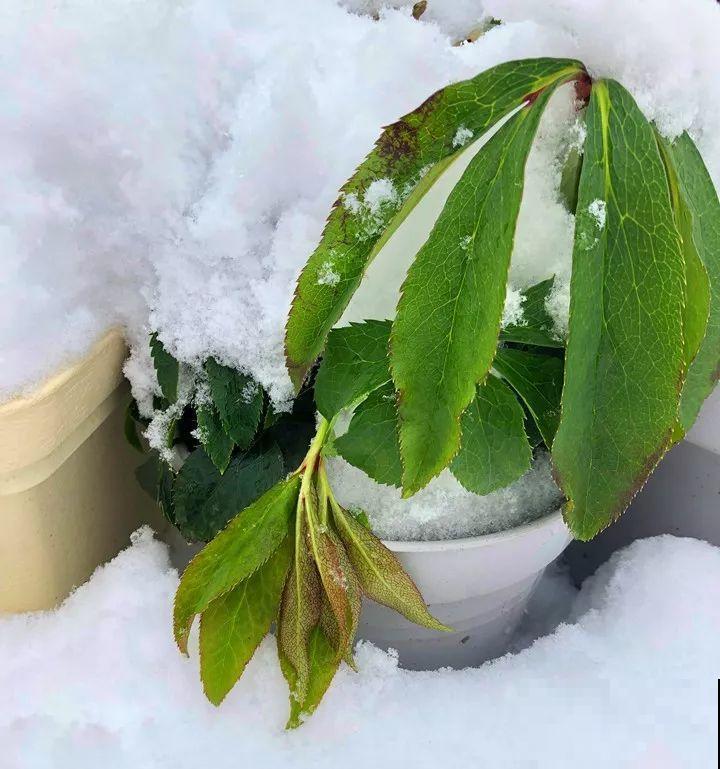 耐寒又好养的花，大雪天也能呼呼开，绿色花瓣超有气质！