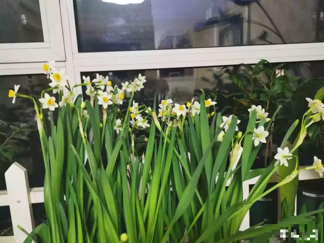这花没开前像韭菜，忍住别割，一开花就美爆！