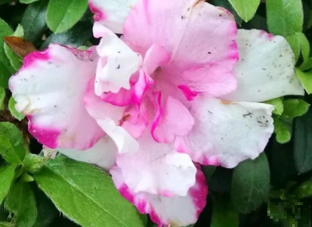 杜鹃花冬季咋养？这么养，统统都能开出漂亮花！