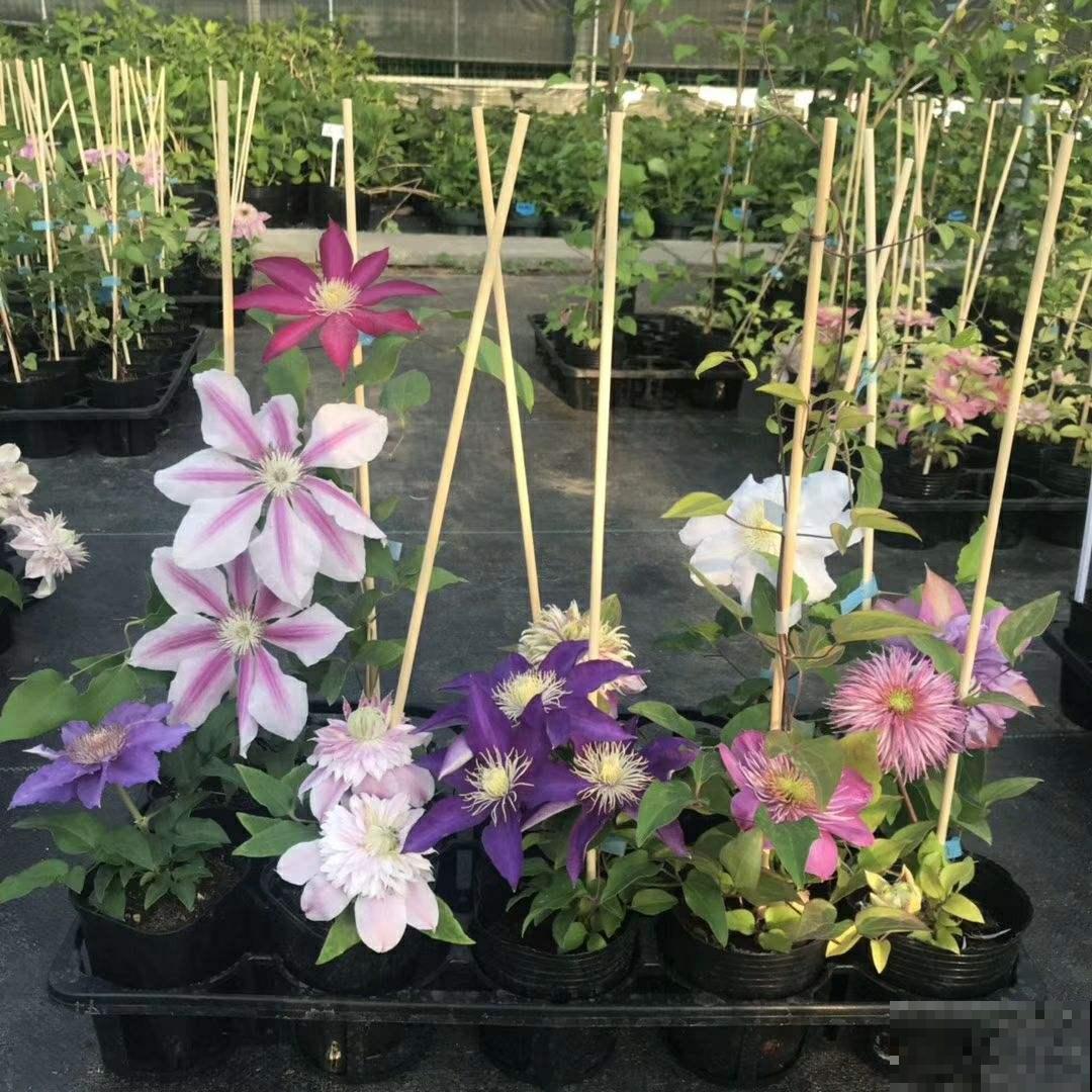 这花冬天很好养，把这几个要点做好，明年还你一面花墙！