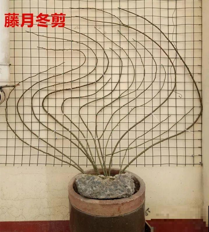 冬天修剪分“轻重”，有的花剪狠了，小心再也不开花！