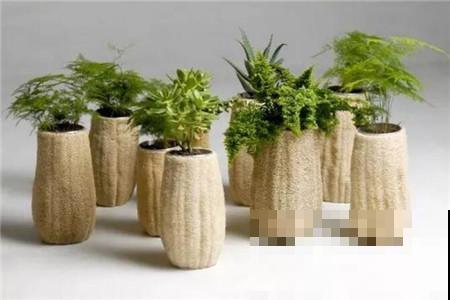 丝瓜瓤养花真是绝佳，切碎能垫盆底，切一半还能当花盆使！