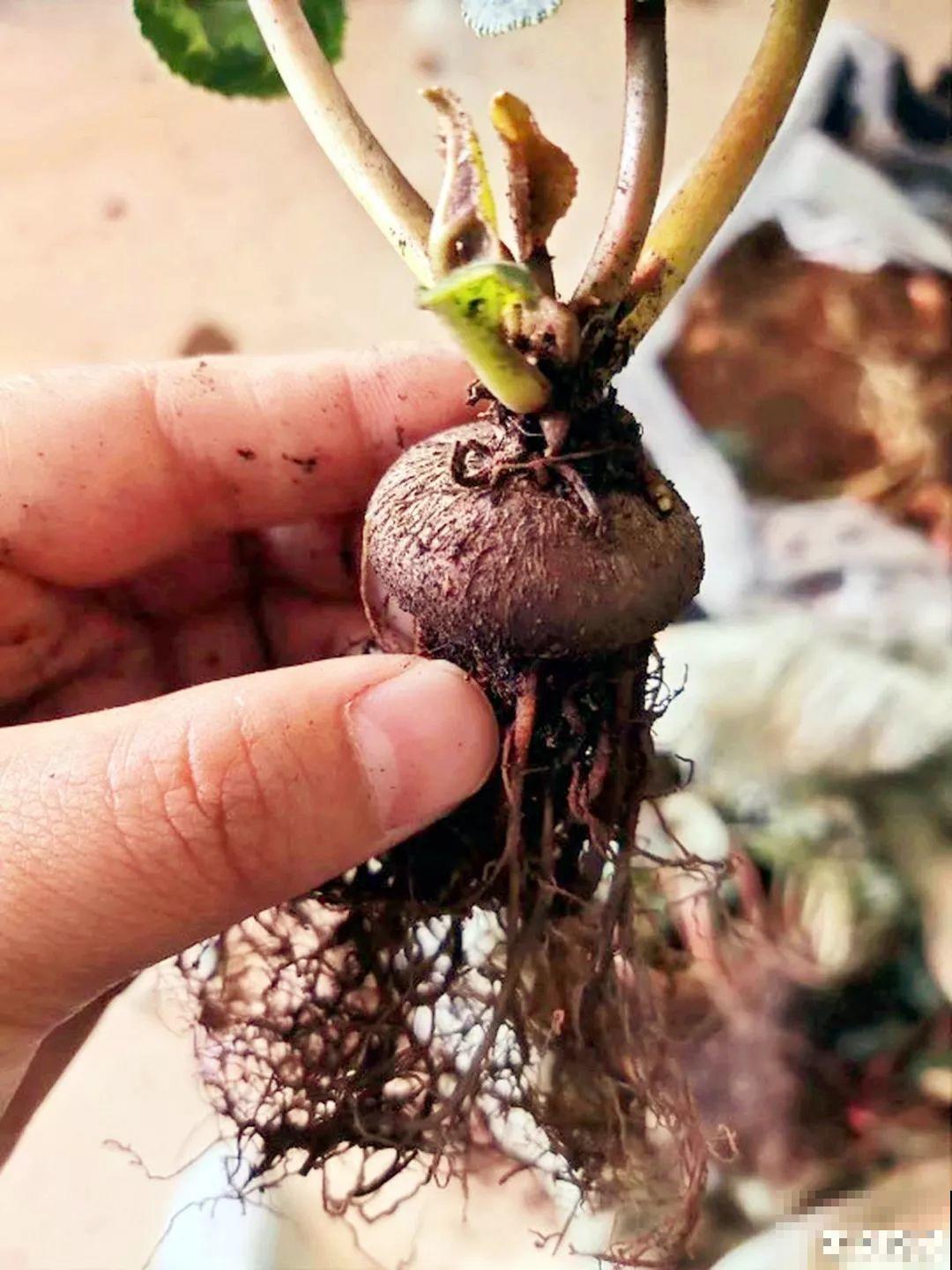 10种花，冬天切记管住手，小心浇完水就掉叶子！