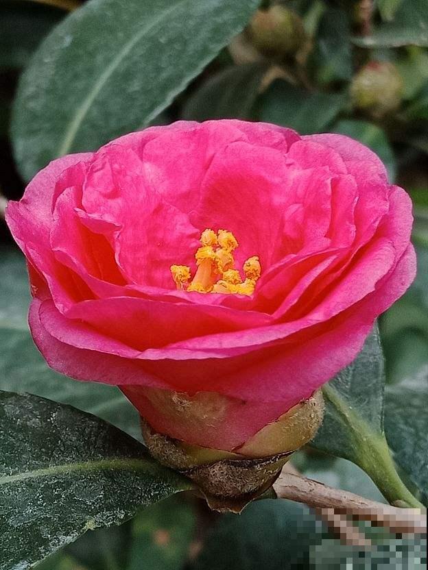 秋冬养这花，就得冻一冻，花开得的更旺盛