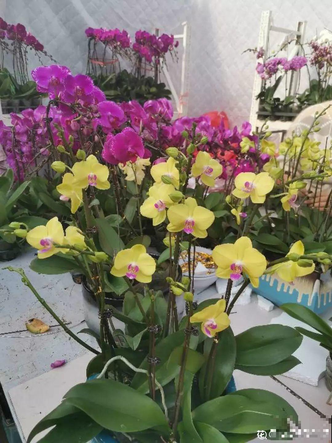 这6种花开败了？抓紧剪两刀，还能再开两三茬！