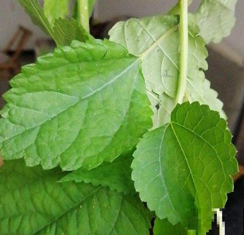 以前拿来喂兔子的野菜，没想到营养价值这么高，城里人争着买来吃