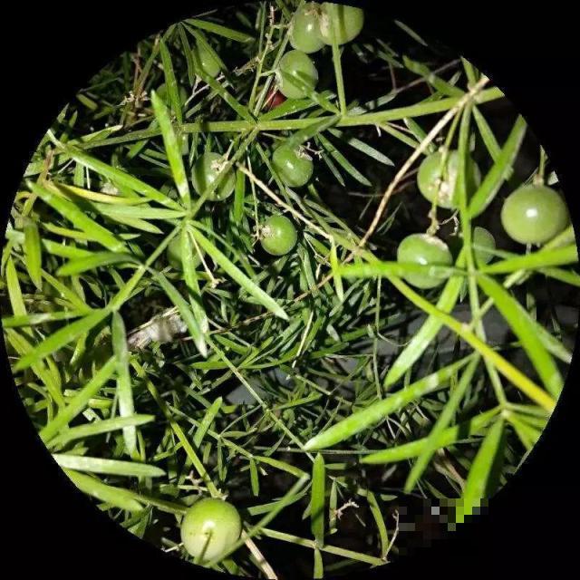 这花极像文竹，叶片翠绿，却比文竹好看好养多了！