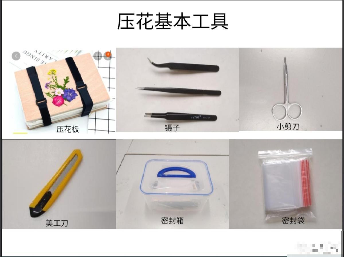 花瓣叶子摘下来，烘干后压一压，就能变成画！