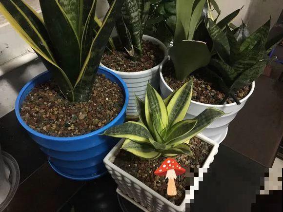 这10种花，天冷了要赶紧断水，冻伤了救都没法救！