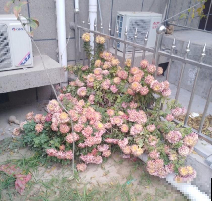 四季养花都不同，学几招，盆栽轻松就爆盆！