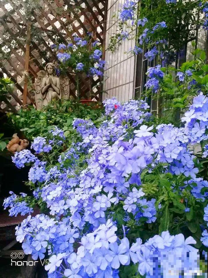 窗户边养盆它，耐阴还开花，养成花帘子太美！