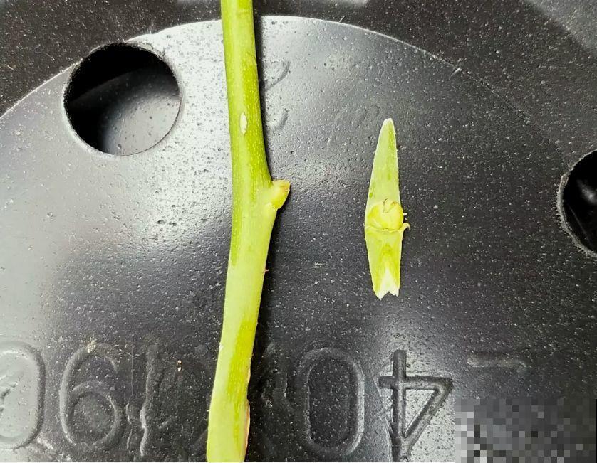 辞职回乡，这是他为养花做过最疯狂的事，却让人人都羡慕！