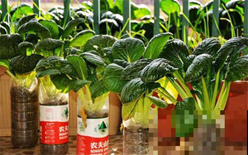 冬天太冷懒得出门买菜，一个瓶子一捧水，俩星期就长出好几斤！