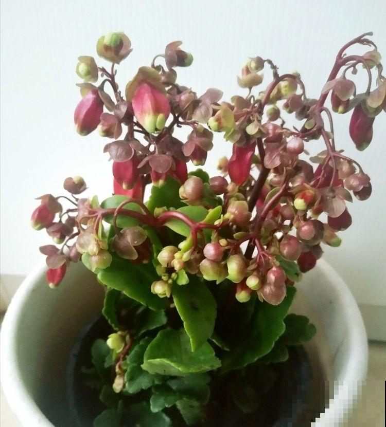 家里养盆“灯笼花”，纳福招好运，红红火火真喜庆