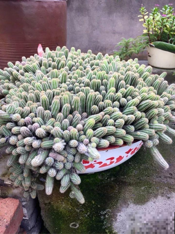 80岁老妈爱养花，家里脸盆都种满了，天天还问我要花！