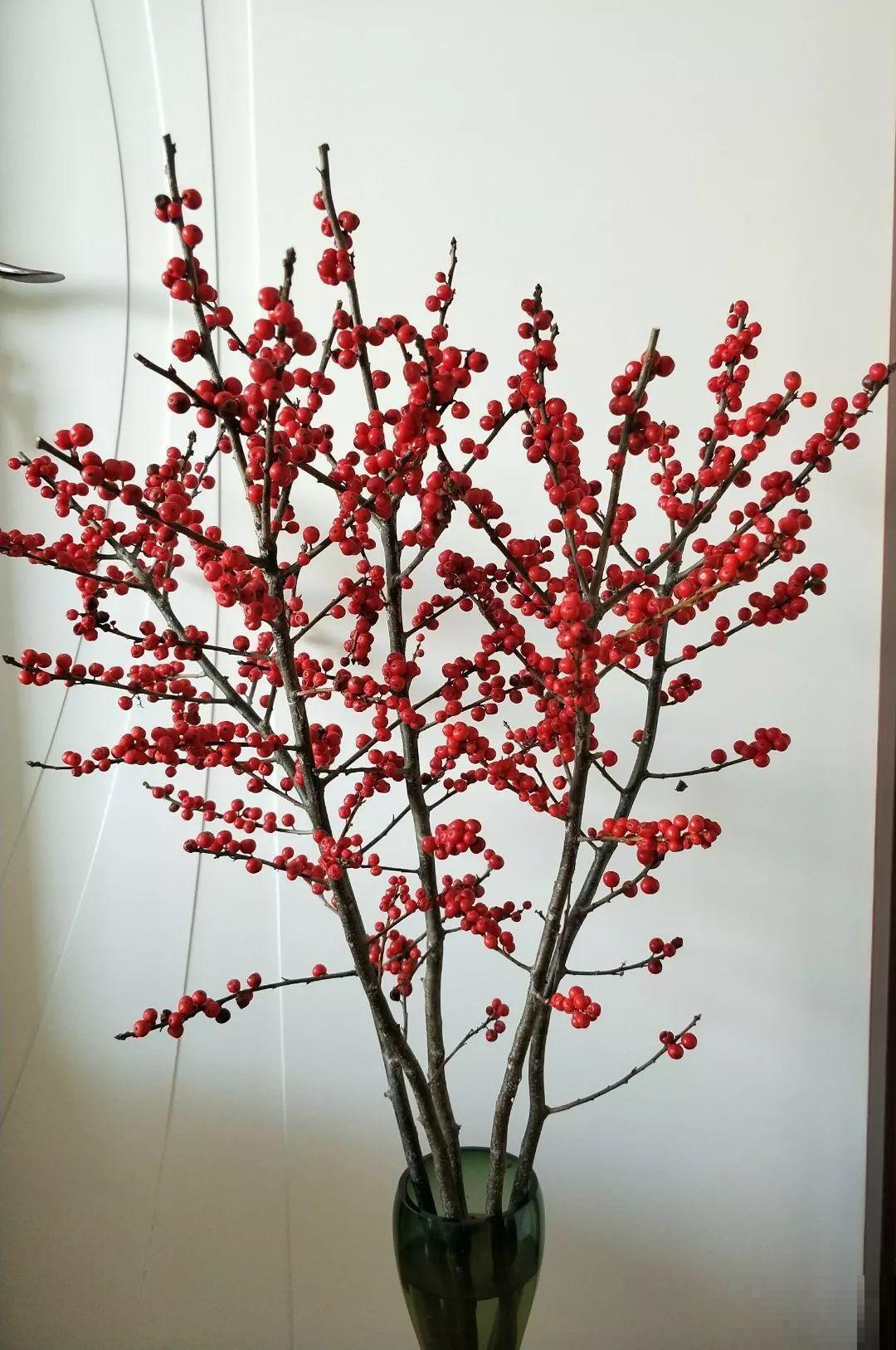 新年养盆吉祥树，天越冷越红火，看着喜庆还比养花省心！