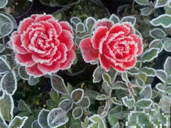 雪天的月季花，真美？小心冻伤撑不过冬天！